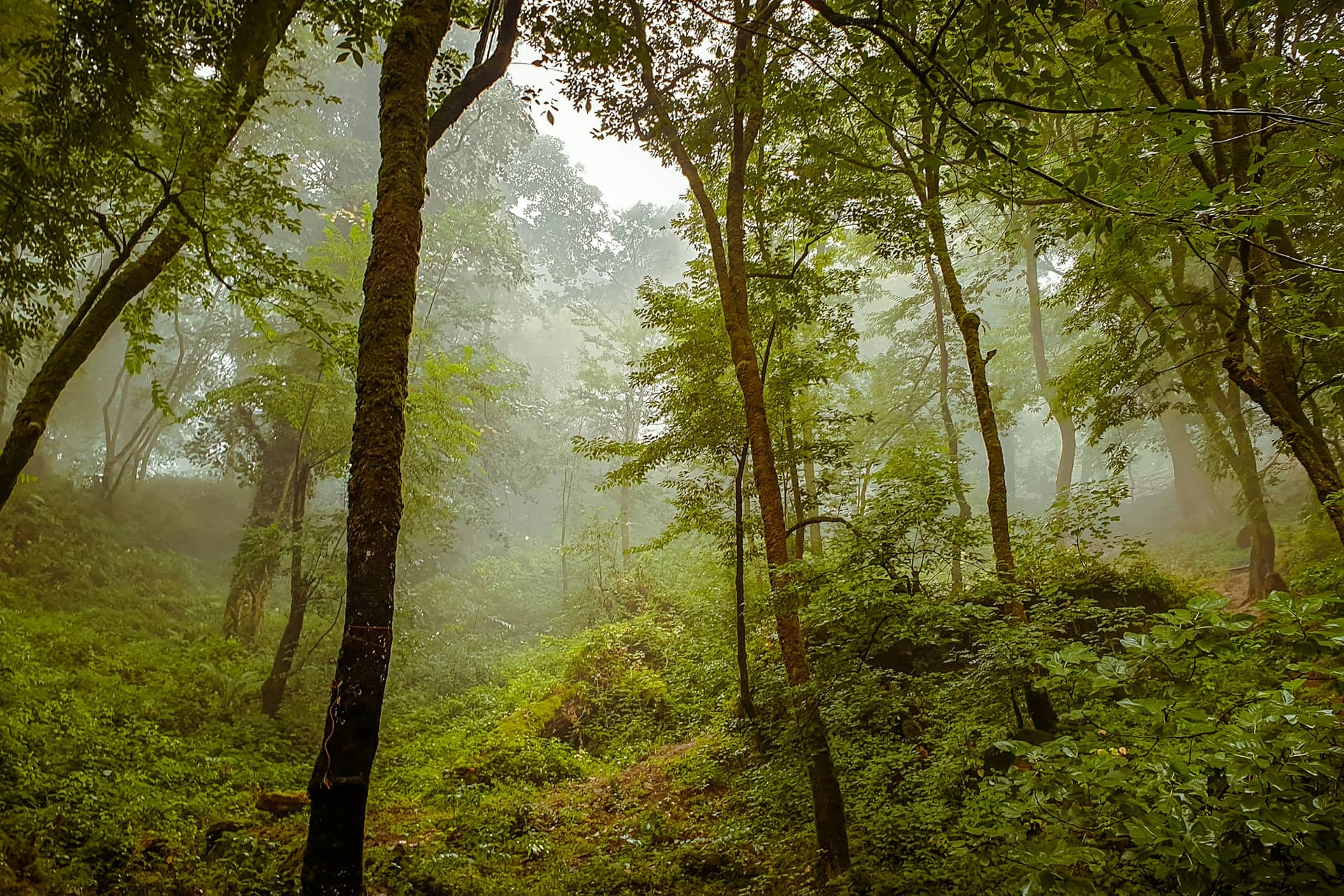 Fantasy forest mist
