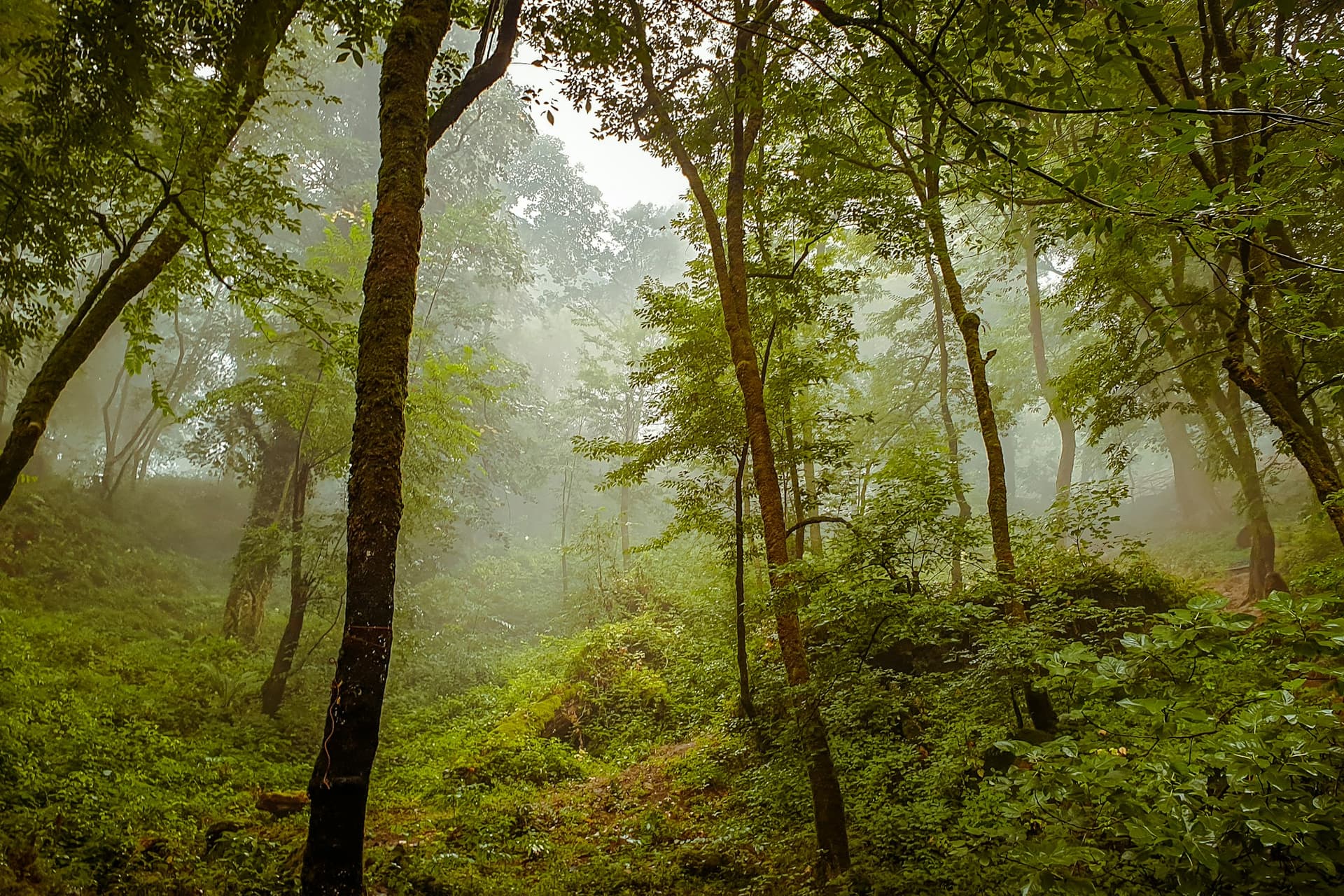 Fantasy forest mist